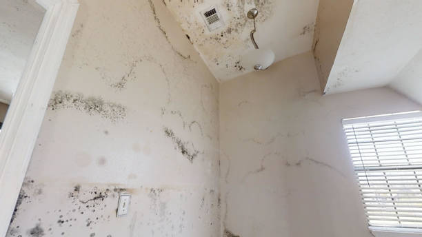Best Comprehensive Air Testing for Mold Contaminants  in Keary, NE