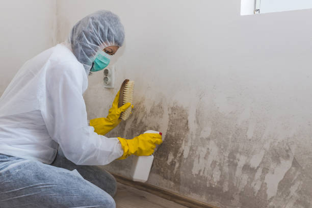 Best Basement Mold Removal  in Keary, NE
