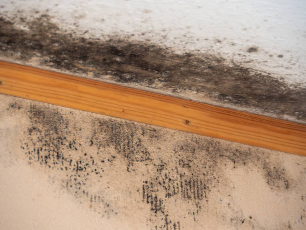 Best Forensic Mold Investigation  in Keary, NE