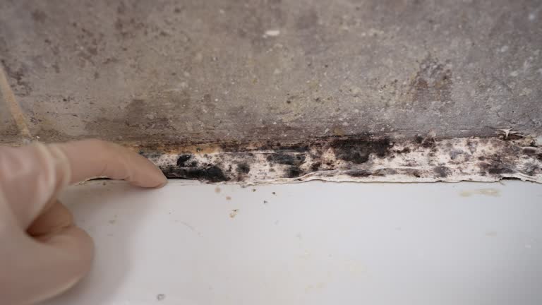Best Commercial Mold Inspection  in Keary, NE