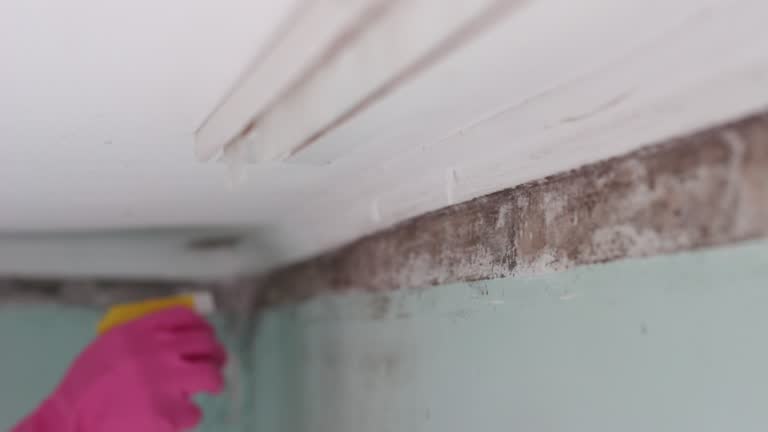 Best Crawl Space Mold Remediation  in Keary, NE