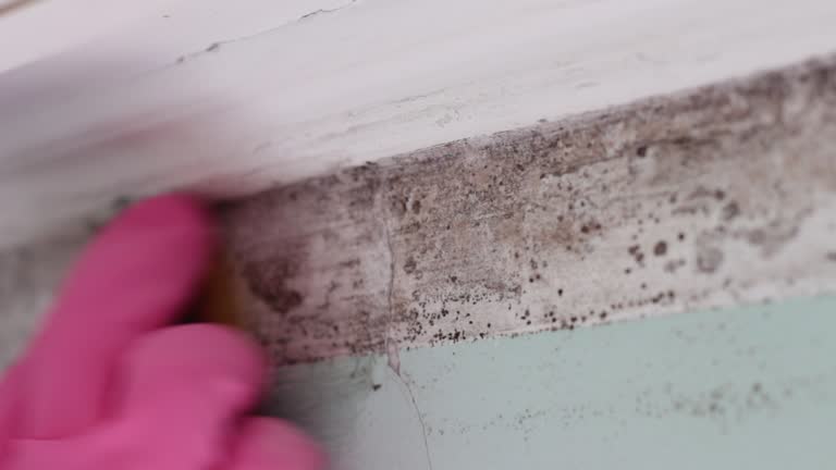 Biohazard Mold Removal in Kearney, NE
